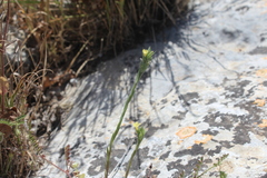 Linum strictum