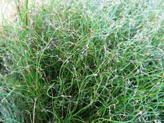 Anthochortus crinalis