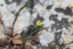 Linum strictum