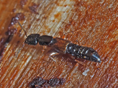 Nudobius lentus