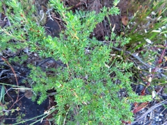 Cliffortia complanata