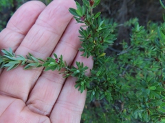 Cliffortia complanata