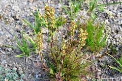 Pedicularis contorta