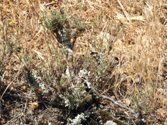 Polygonum bolanderi