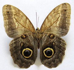 Caligo telamonius memnon
