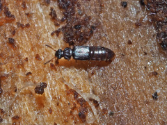 Phloeonomus punctipennis