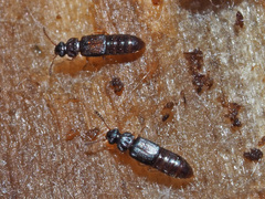 Phloeonomus punctipennis