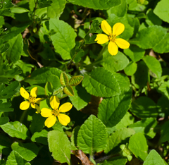 Chrysogonum