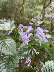 Plectranthus saccatus