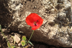 Papaver syriacum