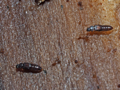 Phloeonomus punctipennis