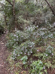 Plectranthus saccatus