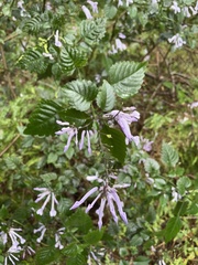 Plectranthus saccatus