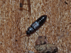 Phloeonomus punctipennis