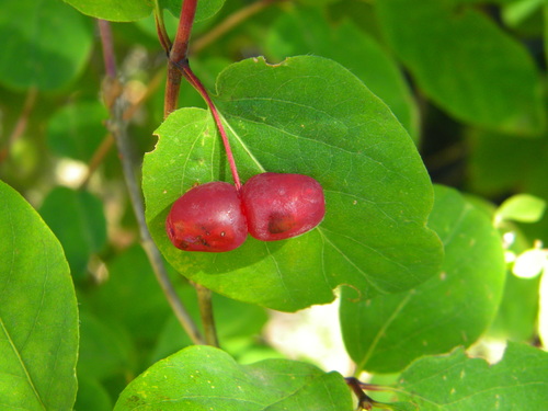 Utah Honeysuckle