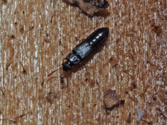 Phloeonomus punctipennis