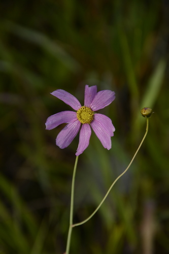 Image of Coreopsis nudata by (c) Siddarth Machado, some rights reserved (CC BY)
