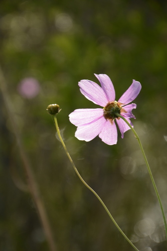 Image of Coreopsis nudata by (c) Siddarth Machado, some rights reserved (CC BY)