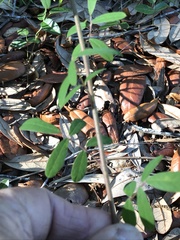 Chapmannia floridana image