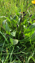 Plantago lanceolata