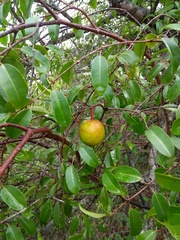 Hancornia speciosa