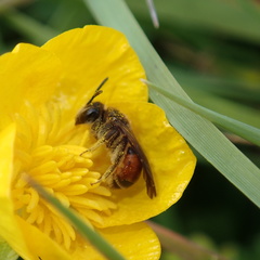 Andrena labiata