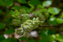 Exobasidium symploci