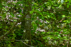 Exobasidium symploci