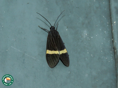 Aclytia