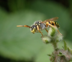 Nomada goodeniana