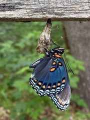 Limenitis arthemis astyanax