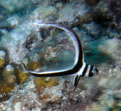 Eques punctatus