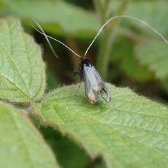 Adela reaumurella