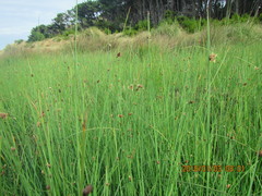 Bolboschoenus caldwellii