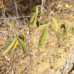 Pristimera celastroides
