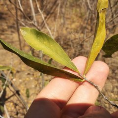 Pristimera celastroides