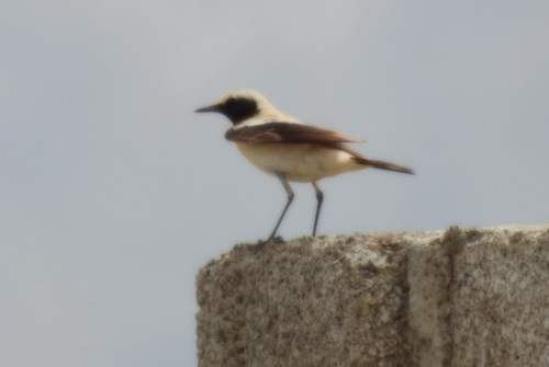 Desert Wheatear (Oenanthe deserti), photo 9