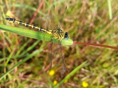 Paragomphus
