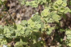 Pseudodictamnus undulatus