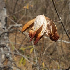 Pristimera celastroides