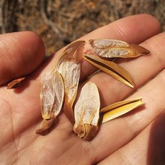 Pristimera celastroides