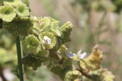 Pseudodictamnus undulatus