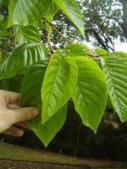 Camptotheca acuminata