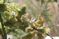 Pseudodictamnus undulatus