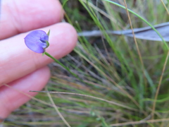 Psoralea oreophila