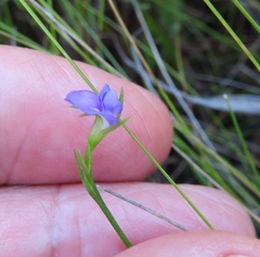 Psoralea oreophila