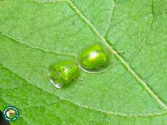 Plagiometriona herbea