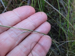 Psoralea oreophila