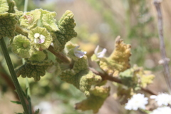 Pseudodictamnus undulatus