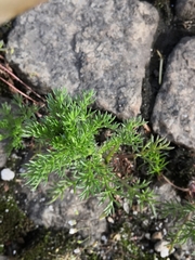 Matricaria discoidea